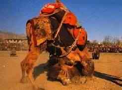 Camel Wrestling in Turkey