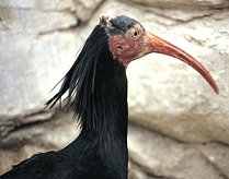 Kelaynak or Bald Ibis