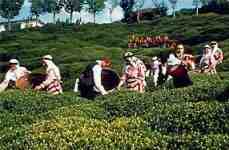 Tea plantations and harvest